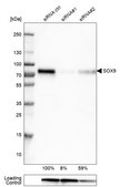 Monoclonal Anti-SOX9 antibody produced in mouse Prestige Antibodies® Powered by Atlas Antibodies, clone CL0639, purified immunoglobulin, buffered aqueous glycerol solution