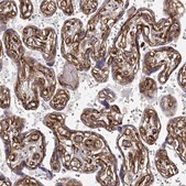 Monoclonal Anti-LAMC1 antibody produced in mouse Prestige Antibodies® Powered by Atlas Antibodies, clone CL3199, purified immunoglobulin, buffered aqueous glycerol solution