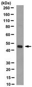 Anti-phospho-ZIP7 (Ser275/276) Antibody, clone 3-3-3 clone 3-3-3, from mouse