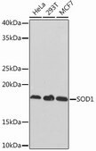 Anti-SOD1 antibody produced in rabbit