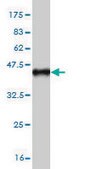 Monoclonal Anti-STAT2 antibody produced in mouse clone 5G7, purified immunoglobulin, buffered aqueous solution