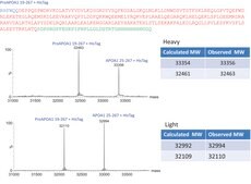 SILu™Prot APOA1, Apolipoprotein A-1 human recombinant, expressed in HEK 293 cells, SIL MS Protein Standard, 13C- and 15N-labeled