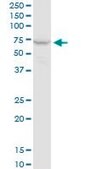 Monoclonal Anti-PPP2R1A antibody produced in mouse clone 4E6, purified immunoglobulin, buffered aqueous solution