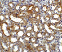 Anti-GFRα3 antibody produced in rabbit IgG fraction of antiserum, buffered aqueous solution