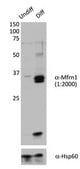 Anti-Mitoferrin-1/Mfrn1 Antibody serum, from rabbit