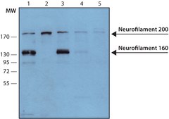 抗神经丝160/200抗体，小鼠单克隆 小鼠抗 ~2 mg/mL, clone RMdO20, purified from hybridoma cell culture