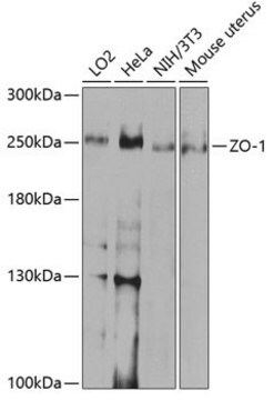 Anti-ZO-1 antibody produced in rabbit