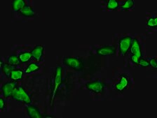 Monoclonal Anti-PHGDH antibody produced in mouse clone 4A3-1D6, purified immunoglobulin, buffered aqueous solution