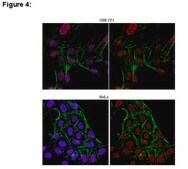 ChIPAb+ JHDM1B Antibody from rabbit, purified by affinity chromatography