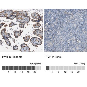 Anti-PVR antibody produced in rabbit Prestige Antibodies&#174; Powered by Atlas Antibodies, affinity isolated antibody, buffered aqueous glycerol solution