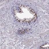 Anti-NKX3-1 Prestige Antibodies® Powered by Atlas Antibodies, affinity isolated antibody