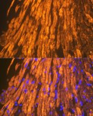 Anti-ACTN2 Antibody, clone 2P7E6, Rabbit Monoclonal