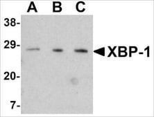 Anti-XBP-1 antibody produced in rabbit affinity isolated antibody, buffered aqueous solution