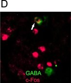 抗-GABA抗体 serum, Chemicon®