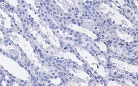 Anti-TAZ Antibody, clone 1M19 ZooMAb® Rabbit Monoclonal recombinant, expressed in HEK 293 cells