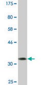 Monoclonal Anti-GAL antibody produced in mouse clone 3C1-G5, ascites fluid