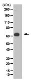 Anti-p40 Antibody from rabbit, purified by affinity chromatography