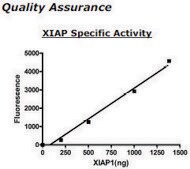 XIAP Active human recombinant, expressed in baculovirus infected insect cells, ≥65% (SDS-PAGE)