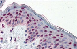Anti-FOSL1 affinity isolated antibody