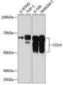 Anti-CD14 antibody produced in rabbit