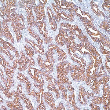 Cytokeratin Cocktail (AE1 &amp; AE3) Mouse Monoclonal Antibody