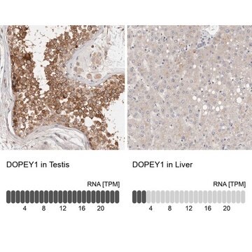 Anti-DOPEY1 antibody produced in rabbit Prestige Antibodies® Powered by Atlas Antibodies, affinity isolated antibody, buffered aqueous glycerol solution, ab2