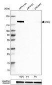 Anti-ANLN antibody produced in rabbit Prestige Antibodies® Powered by Atlas Antibodies, affinity isolated antibody, buffered aqueous glycerol solution