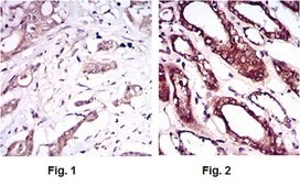 Anti-BMPR-1A, clone 4B7B2 Antibody ascites fluid, clone 4B7B2, from mouse