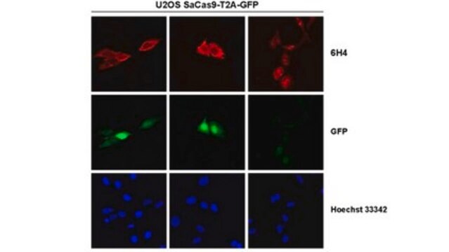 抗-Cas9抗体，N端抗体，克隆6H4抗体，金黄色葡萄球菌 clone 6H4, from mouse