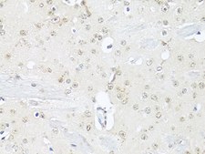 Anti-NeuN antibody produced in rabbit