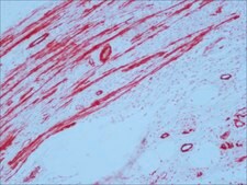 ExtrAvidin® –Alkaline Phosphatase buffered aqueous solution