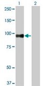 Monoclonal Anti-SRPK1 antibody produced in mouse clone 6G9, purified immunoglobulin, buffered aqueous solution