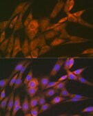 Anti-14-3-3 Theta Antibody, clone 9G6M4, Rabbit Monoclonal