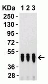 Anti-SARS-CoV-2 (COVID-19) Nucleocapsid antibody produced in rabbit affinity isolated antibody