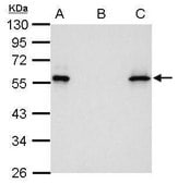 单克隆抗-Myc 标签 小鼠抗 clone GT0002, affinity isolated antibody