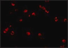 Anti-PDCD5 antibody produced in rabbit affinity isolated antibody, buffered aqueous solution