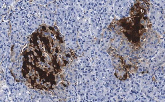Anti-PGP9.5/UCHL1 Antibody, clone 3C13 ZooMAb&#174; Rabbit Monoclonal recombinant, expressed in HEK 293 cells