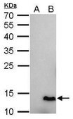 Monoclonal Anti-6X His tag antibody produced in mouse clone GT161, affinity isolated antibody