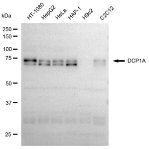 KD-Validated Anti DCP1A Antibody, clone 23GB5150, Rabbit Monoclonal clone 23GB5150, recombinant rabbit monoclonal, expressed in HEK293 cells