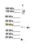 Anti-TXNIP antibody produced in rabbit affinity isolated antibody