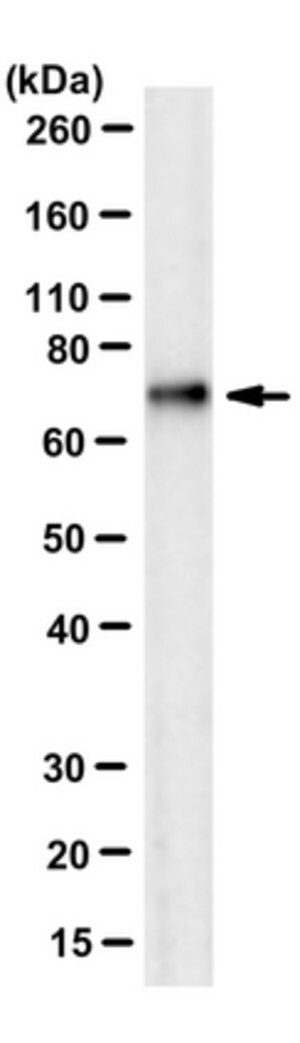Anti-phospho-alpha-synuclein (Ser129) Antibody, clone LS4-1B1 clone LS4-1B1, from mouse